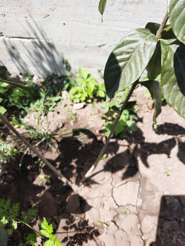 Что это за растение? Магнолия ли это?