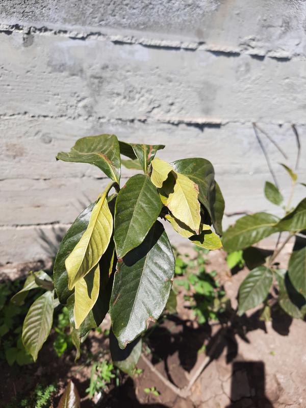 Что это за растение? Магнолия ли это?