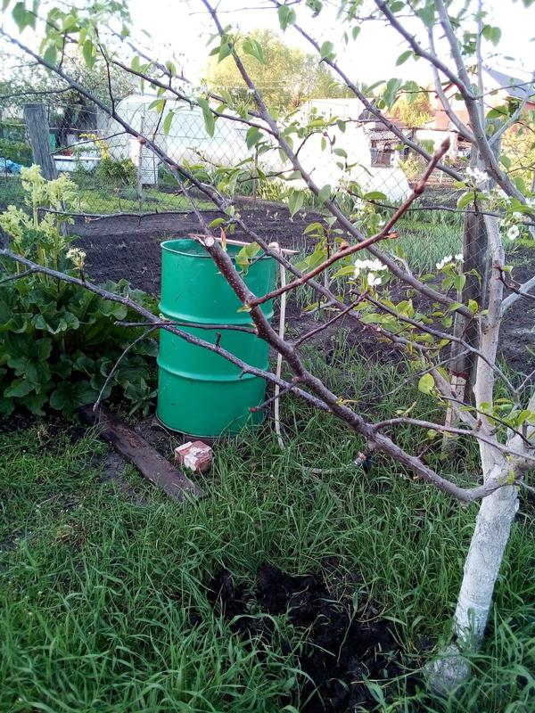 Как помочь груше?