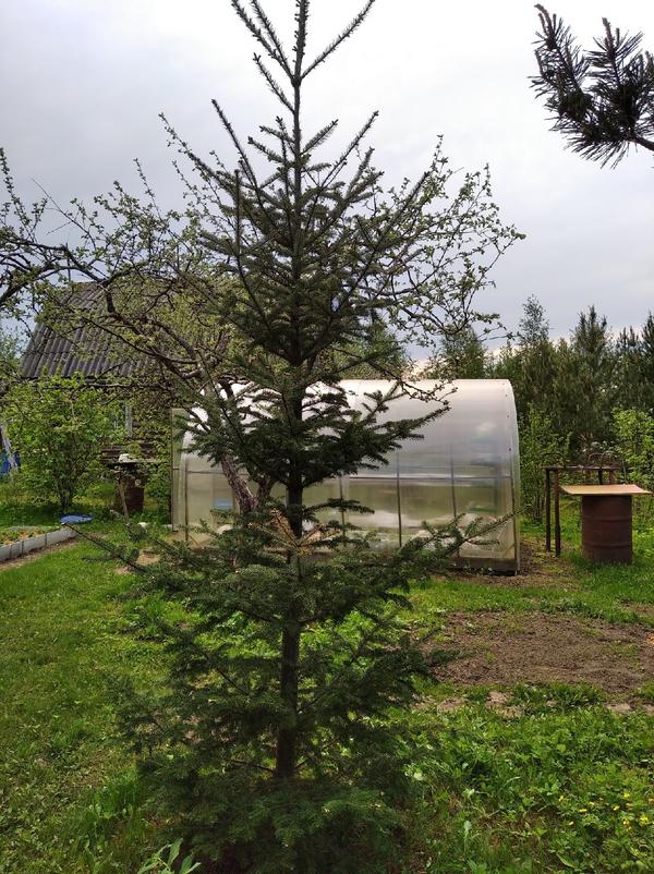 Что за напасть на пихту?