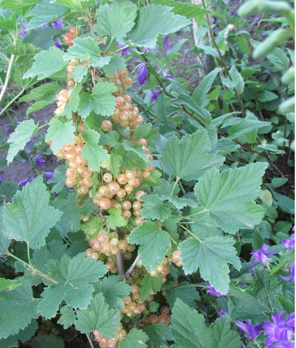 Смородинка