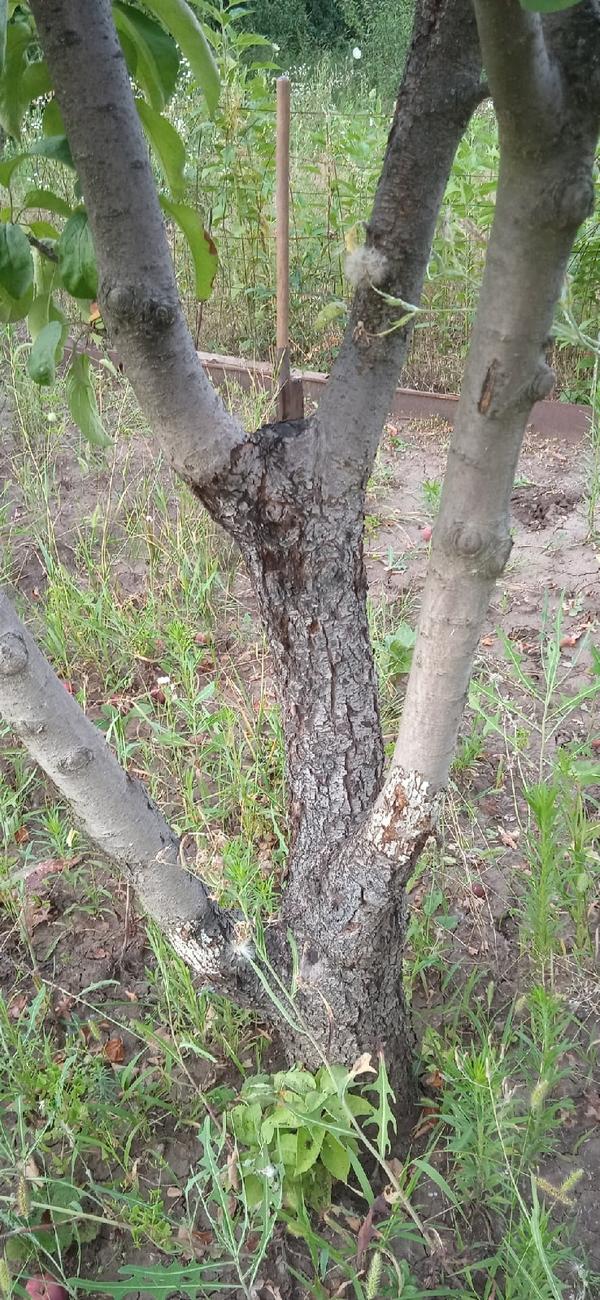 Чем болеют яблони?