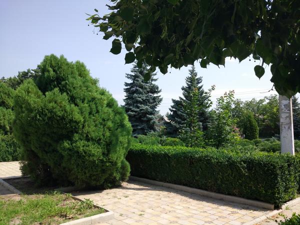 А это кадры от 17 июля. Самшит - красава!