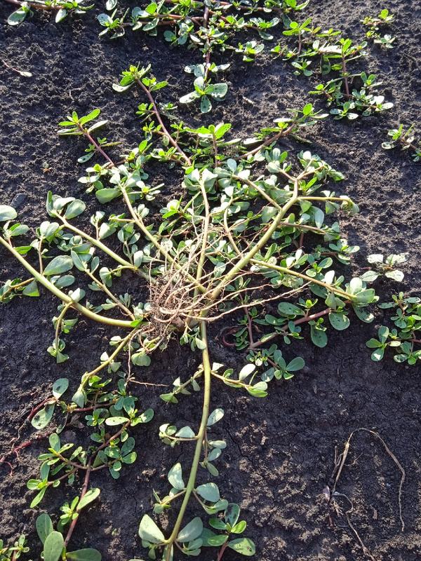 Неизвестный сорняк