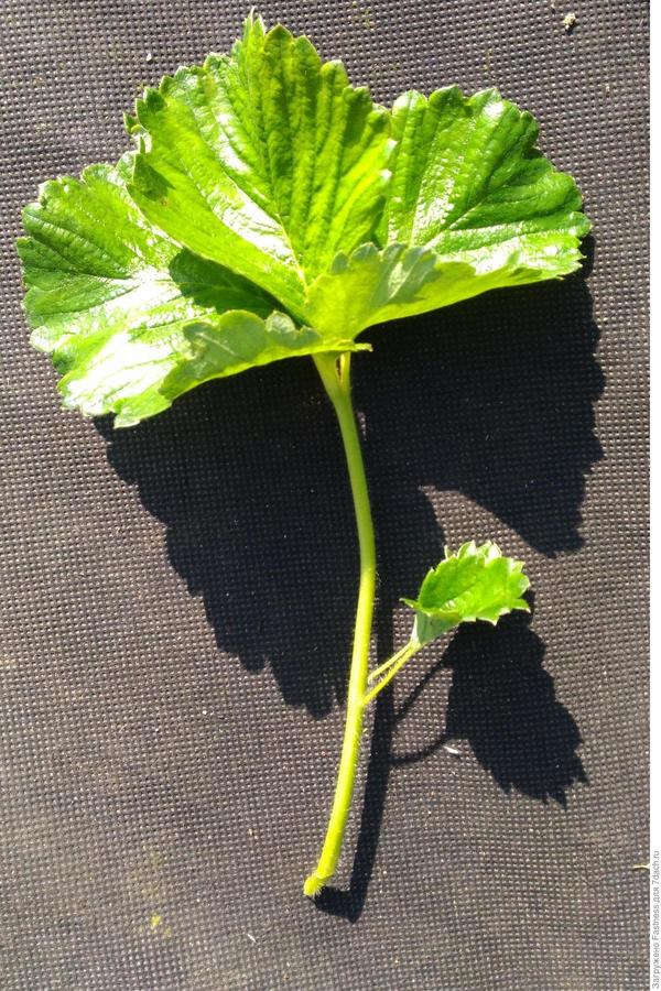 Лист земляники