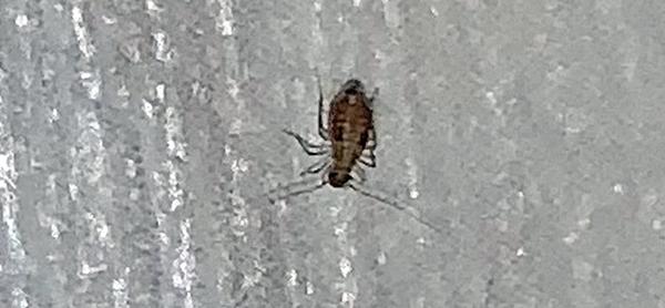 Неизвестное насекомое