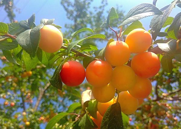 Сливы Дмитрия Якимова