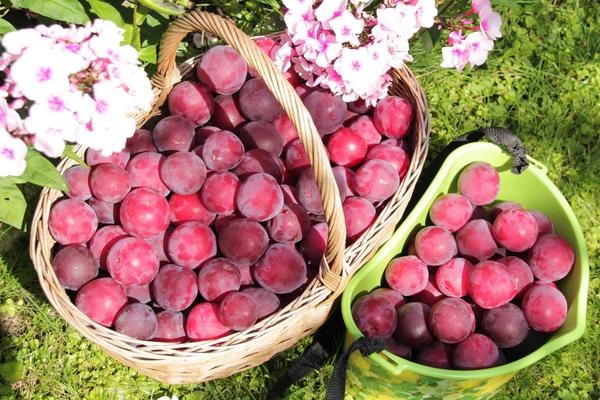 Тульские сливы Татьяны Никулиной
