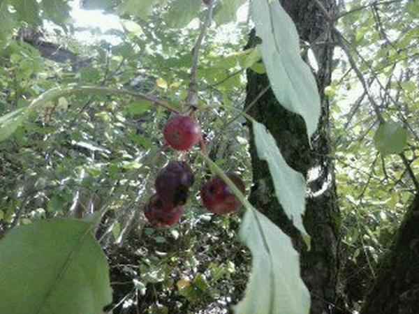 Плоды на отростке корня яблони Штрефинг