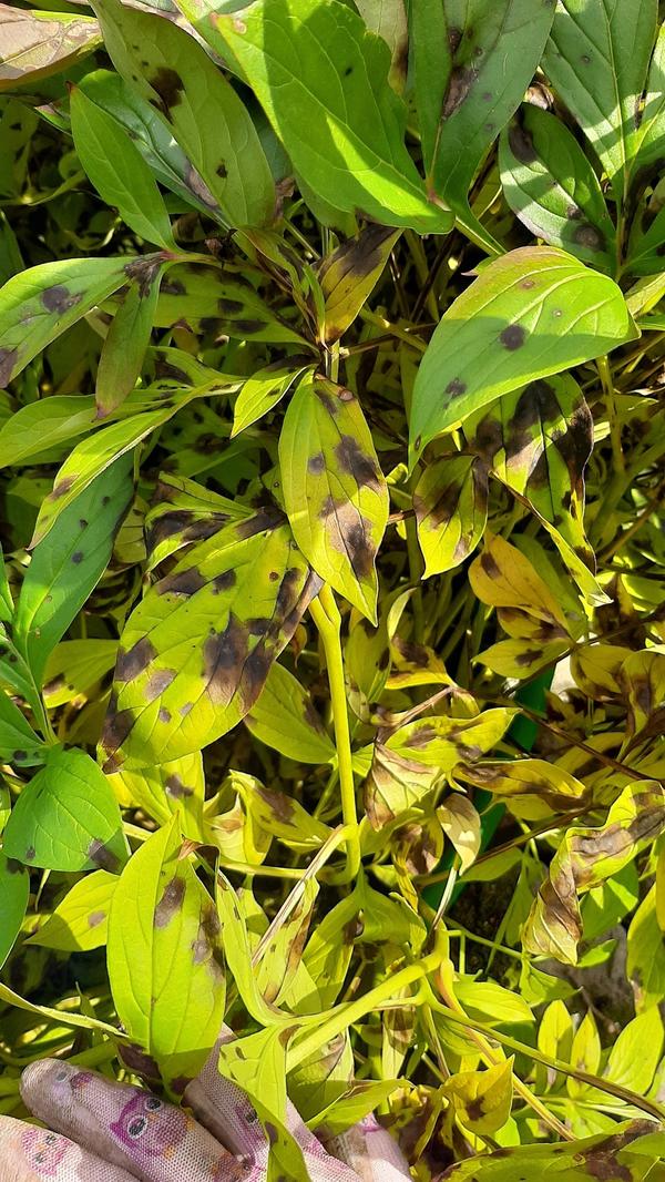 Подскажите, что с пионами?