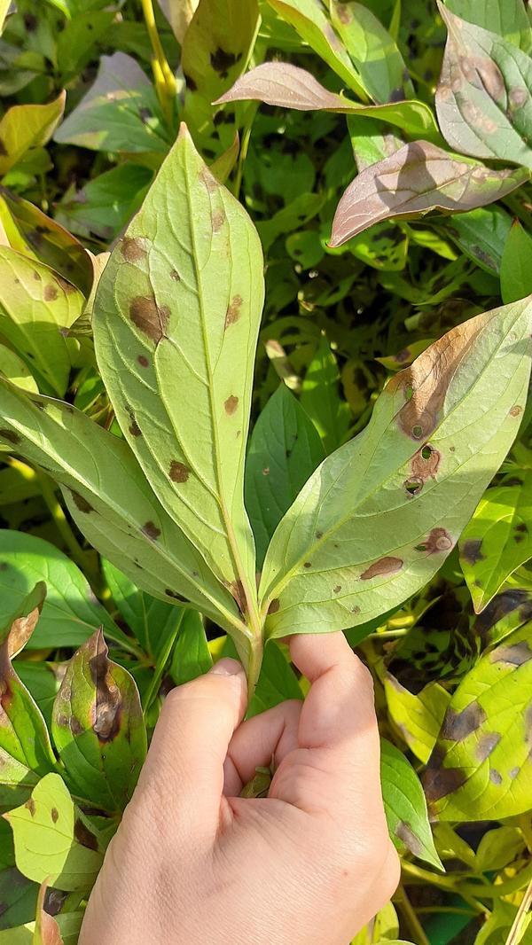 Подскажите, что с пионами?