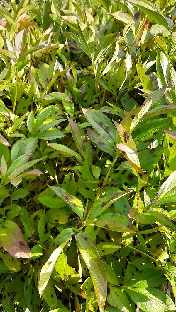 Подскажите, что с пионами?