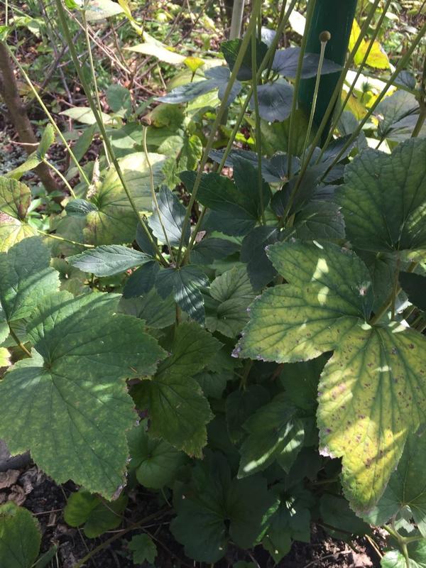 Как называется этот многолетник?