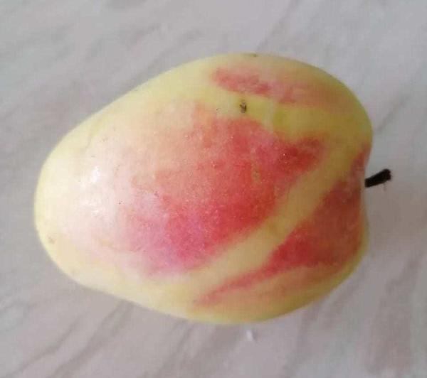 Что это за сорт яблок?