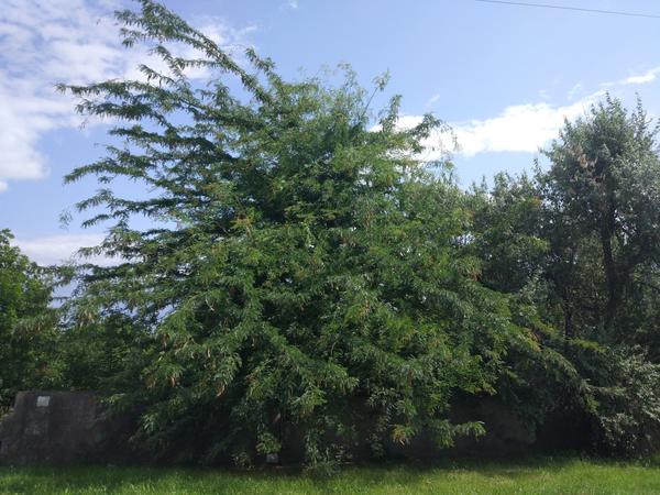 Как называется это дерево?