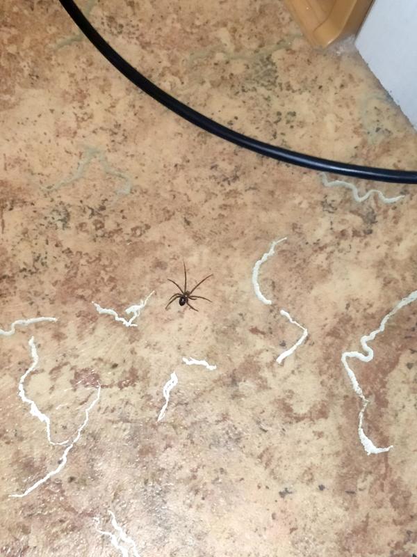 Этот паук полз вечером в квартире, выглядит страшно… Он опасен для человека?