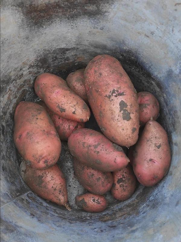 Сорт Розара