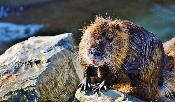 Фото с сайта: wildfauna.ru