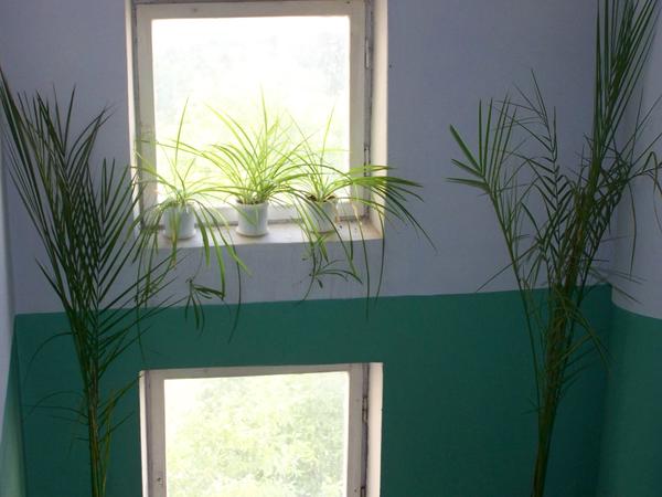 Пальмы в подъезде