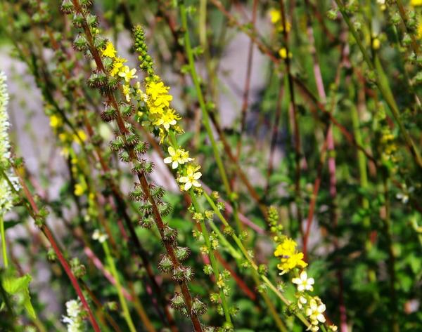 Как называется это растение?