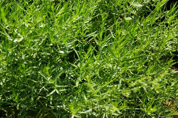 Что это за странная полынь?