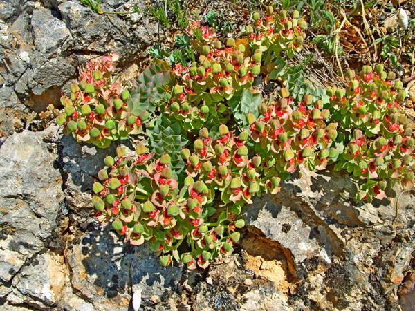 Где-то так после редактора... Ну красавчик!