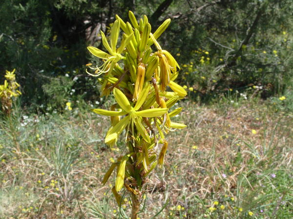 Как называются эти растения?