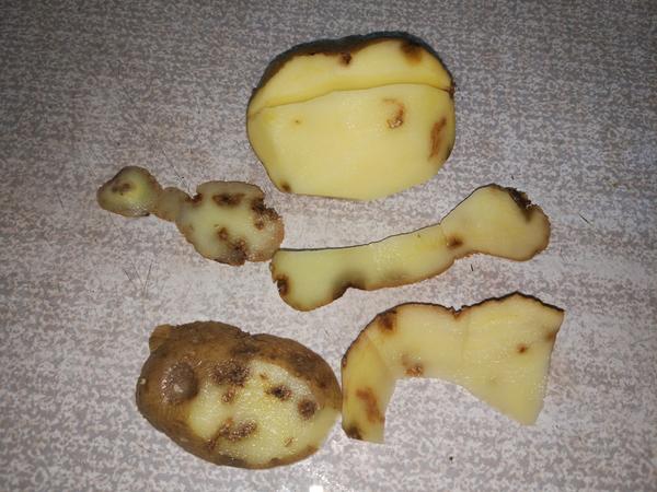 Поражённый клубень картофеля