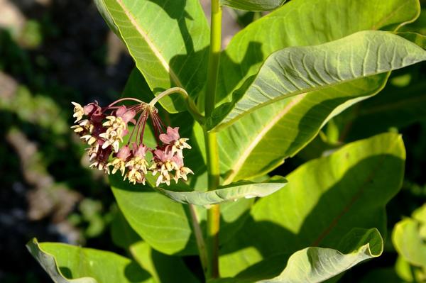 Как называется это растение?