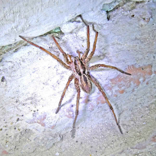 Тарантул лучистый - Hogna radiata (Latreille, 1819). Самец