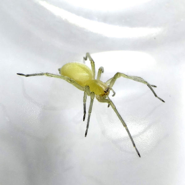 Паук Cheiracanthium mildei L. Koch, 1864). Самка