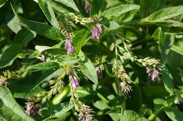 Соцветия поподробнее