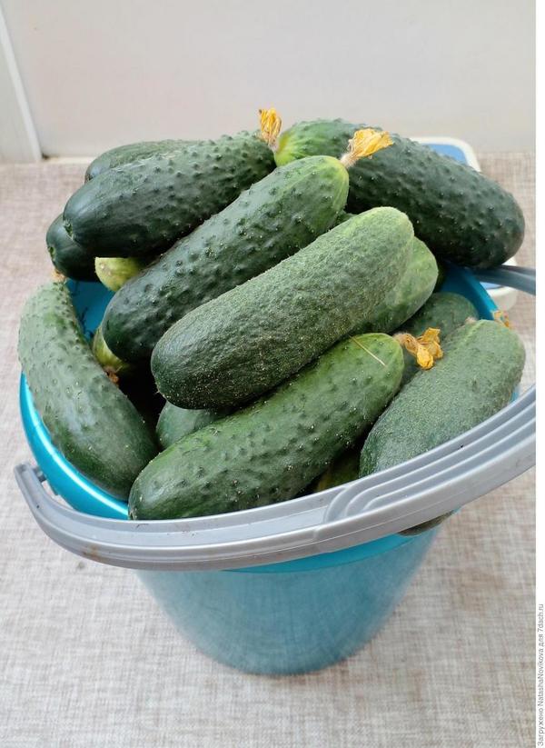 Огурчики