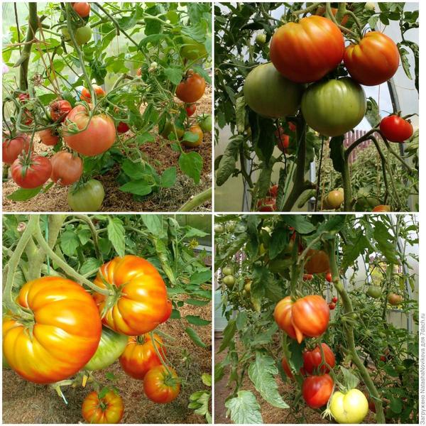 Помидорки спеют))