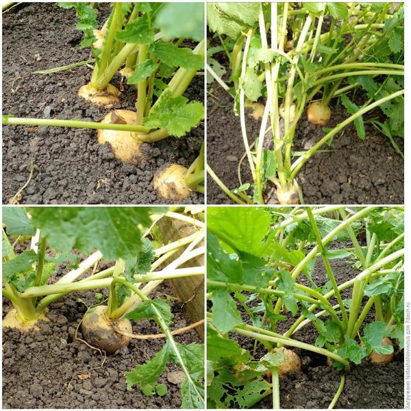 Репу доедаю))