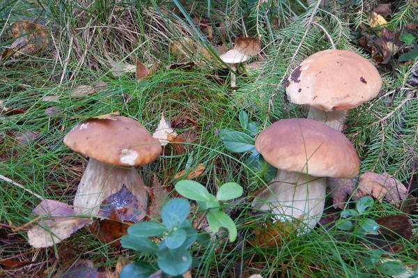 Фото Светланы (svetlanarus)