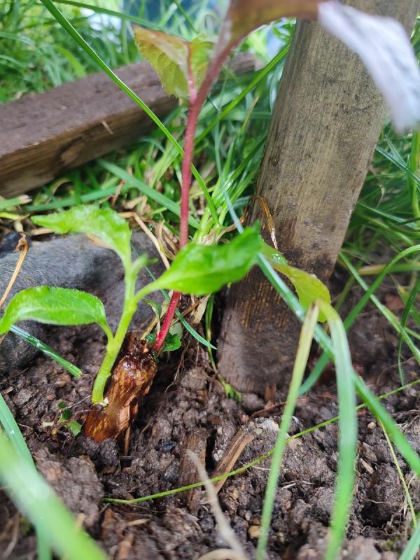 Скошенная яблонька с новыми побегами