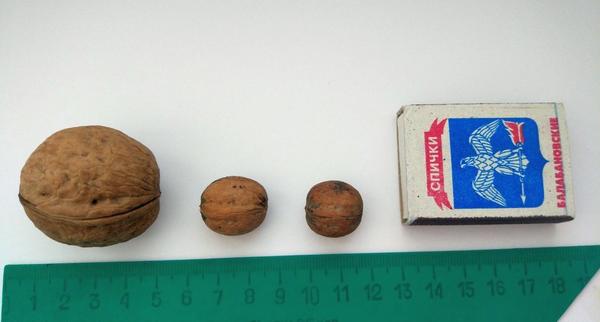 Орехи и спичечный коробок