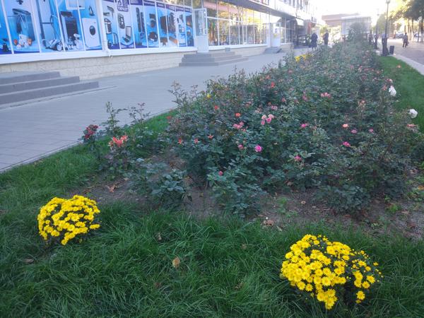 Розы