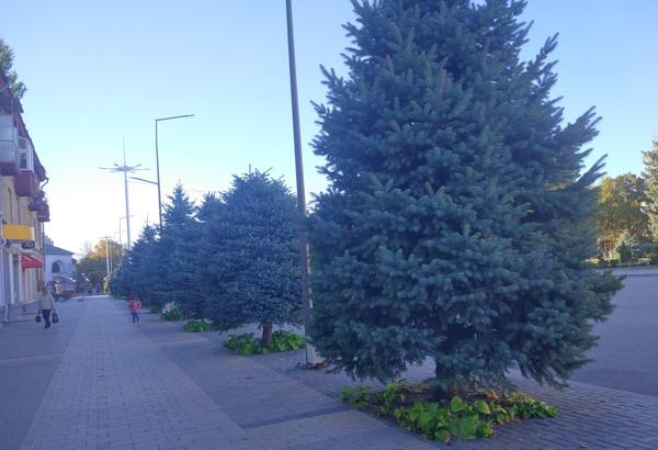 Ели