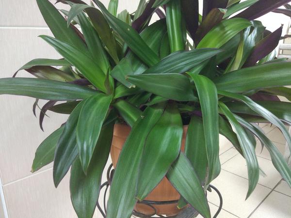 Как называется этот комнатный цветок?