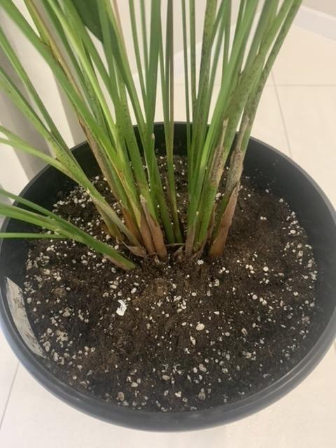 Горшок, грунт