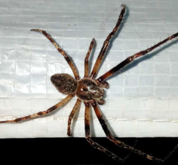 Как называется этот паук?