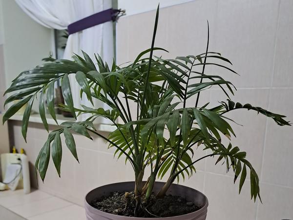 Как называется это симпатичное растение, похожее на маленькую пальмочку?