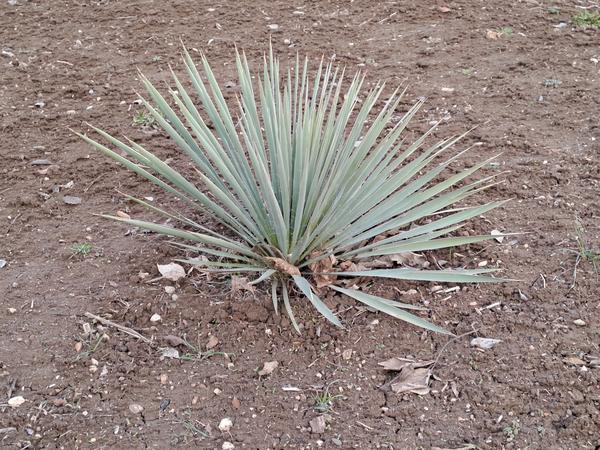 Второй кустик