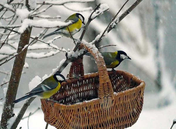 Фото Валентины Зиновьевой (ValentinaZ)