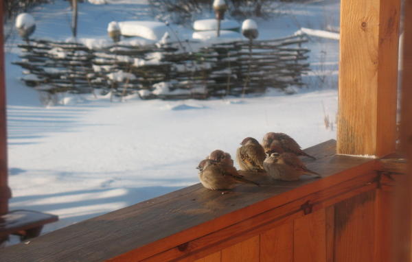 Фото Марины Козловской (Matrena)