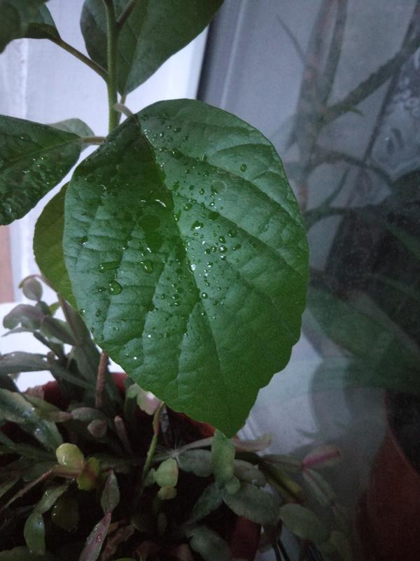 Ближе листочек