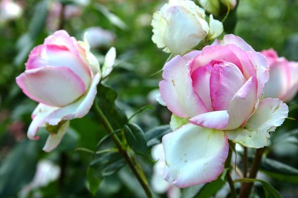 Как называется эта двуцветная бело-розовая роза?