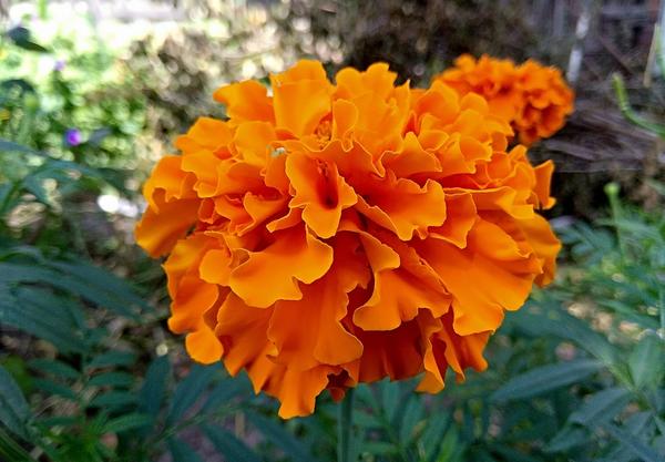 Бархатцы Дмитрия (DmitryBlueeyesFreeman)